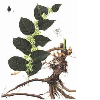 Giant Knotweed Extract Resveratrol 10%~98%  