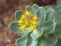 Rhodiola Rosea Extract