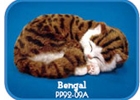 Sleeping Kittens，Barking dogs, miaowing cats, 