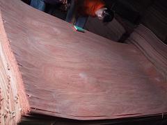 rotary cut bingtangor veneer