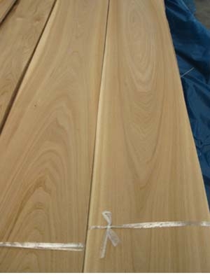 Elm Veneer