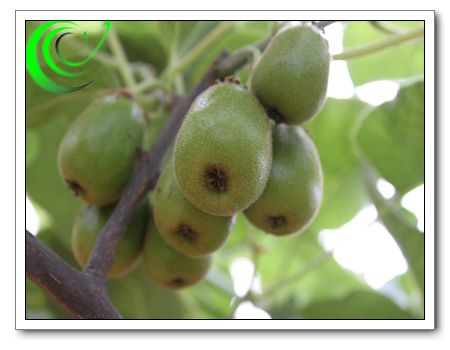 Red kiwi fruit