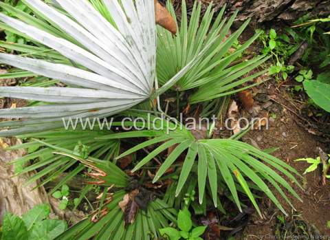 Trachycarpus princeps by China Gardening Nursery 