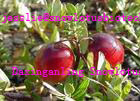 Cranberry extract