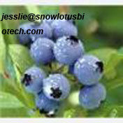 Blueberry anthocyanin