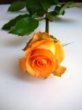 Fresh cut flower-Rose