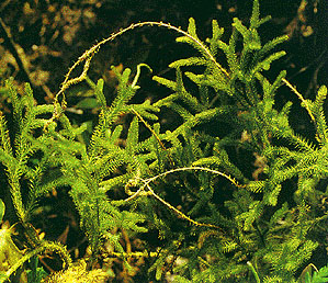 Fresh cut greens-Lycopodium