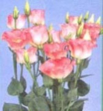 Fresh cut flower-Eustoma(Lisianthus)