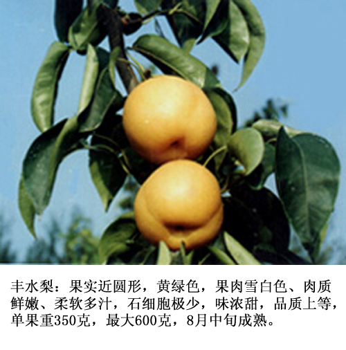 FENGSHUI PEAR