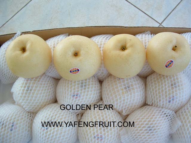 GOLDEN PEAR