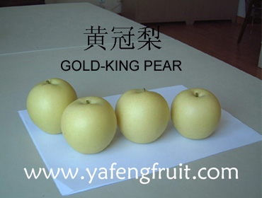 GOLD-KING PEAR