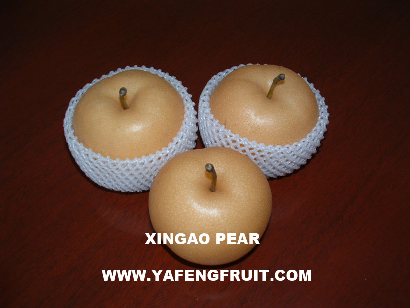 XINGAO PEAR