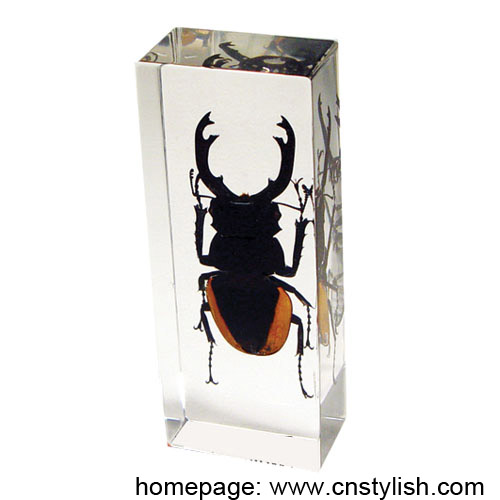 Insect Amber Paperweight