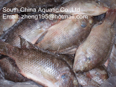 frozen tilapia whole round (IQF)