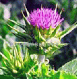 Milk thistle PE