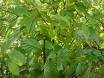 Vaccinium bracteatum thumb leef color