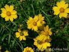 Chrysanthemum Yellow Pigment