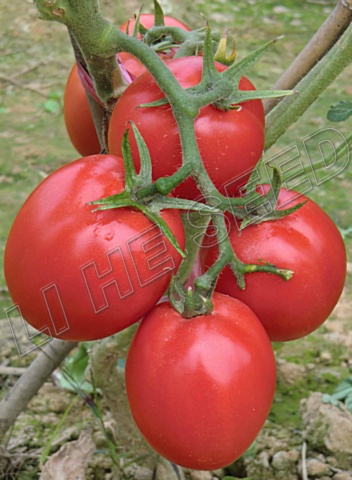 Tomato seed