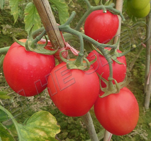 Tomato seed