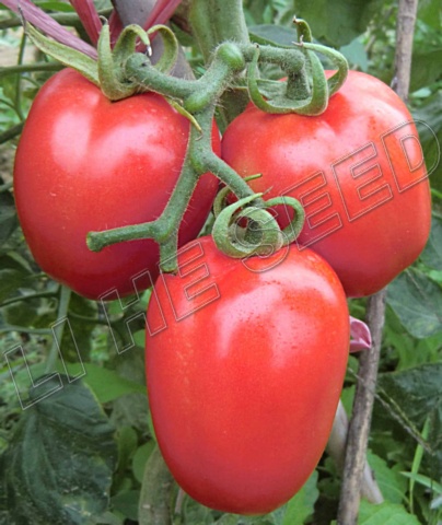 Tomato seed