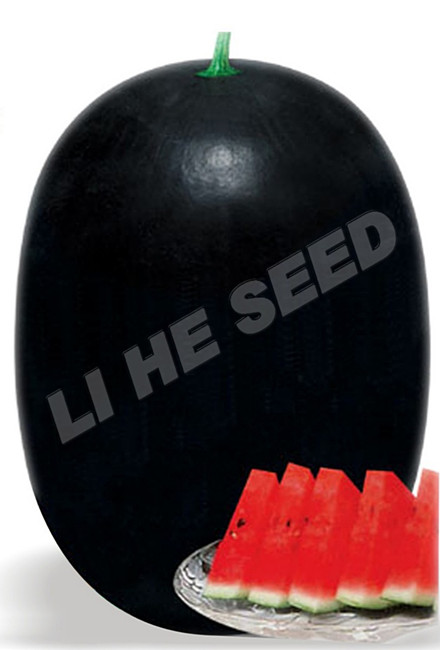 Watermelon Seed