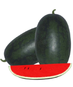 Watermelon Seed