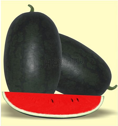 Watermelon Seed