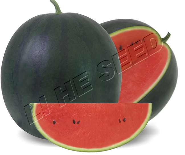 Watermelon Seed