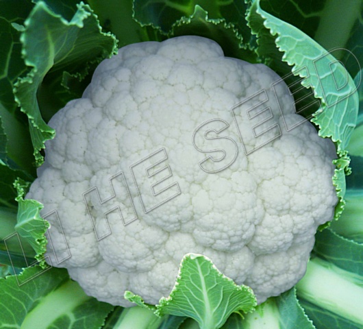 Cauliflower seed