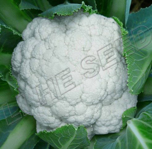 Cauliflower seed