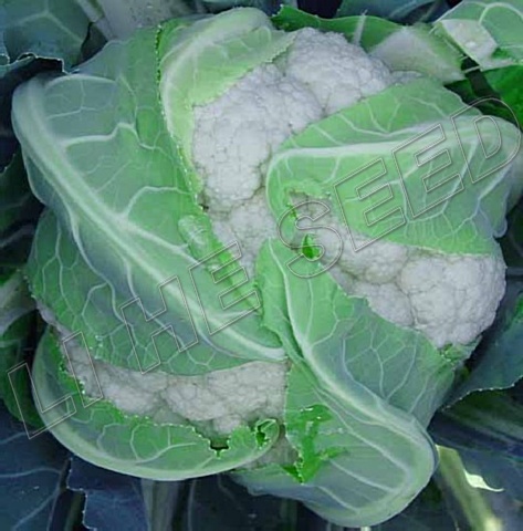 Cauliflower seed