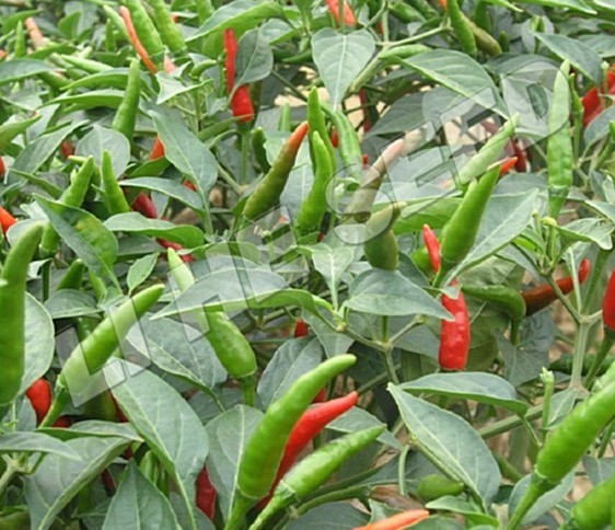 Pepper Seed