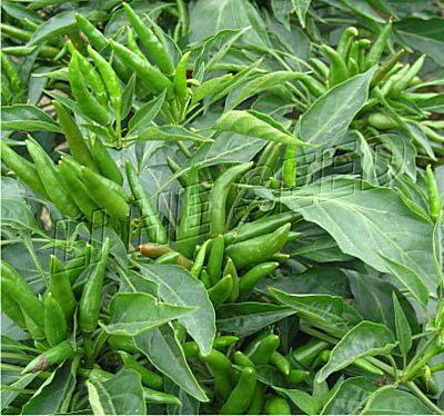 Pepper Seed