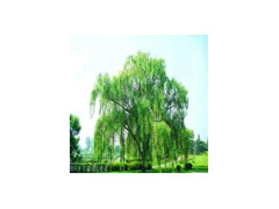 White Willow Bark Extract