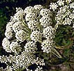 Angelica extract