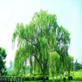 White Willow Bark Extract