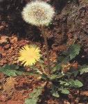 dandelion extract