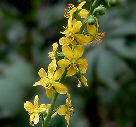 agrimony extract, saponins (salses6 at lgberry)