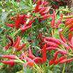 Natural Capsaicine(sales6 at lgberry dot com dot c