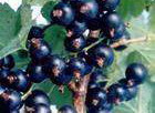 iqf black currant (sales6 at lgberry dot com dot cn)