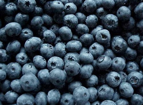 blueberry anthocyanin 