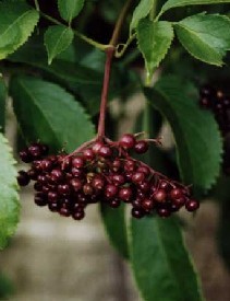 Elderberry Anthocyanin 