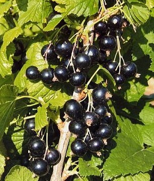 Ribes Nigrum