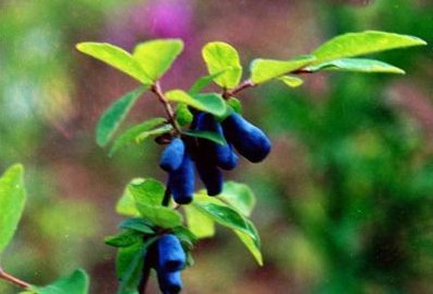 Sweetberry Anthocyanin