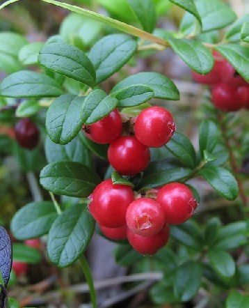 Lingonberry Red