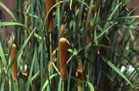  Typha angustifolia Extract  