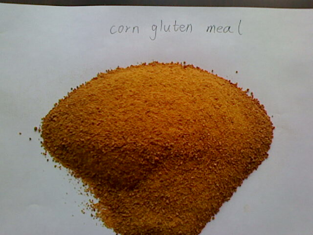 corn gluten meal