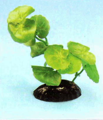 aquarium plant