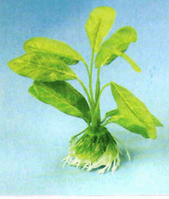 aquarium plant