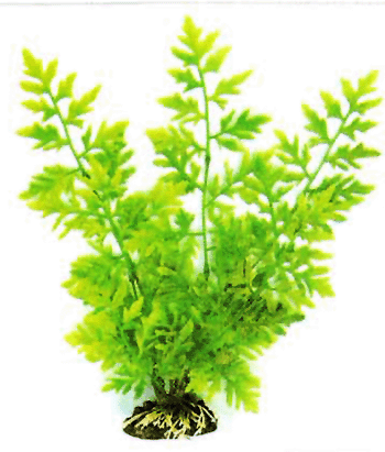 aquarium plant